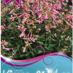 SALVIA 'Kisses and Wishes'