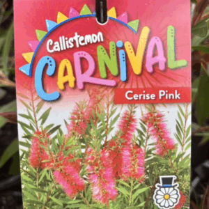 CALLISTEMON 'Carnival Cerise Pink'