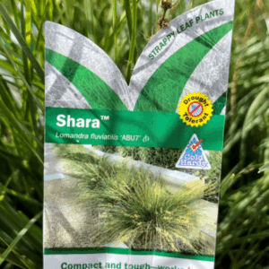 LOMANDRA fluviatilis (ABU7) 'Shara'