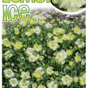 ARENARIA 'Lemon ice'