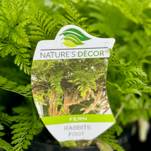 DAVILLIA  fejeensis White Rabbits Foot Fern