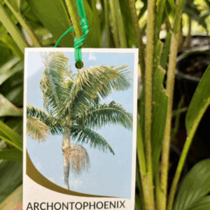 ARCHONTOPHOENIX 'Bangalow Palm'