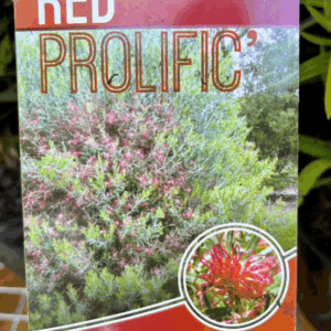 GREVILLEA 'Red Prolific'