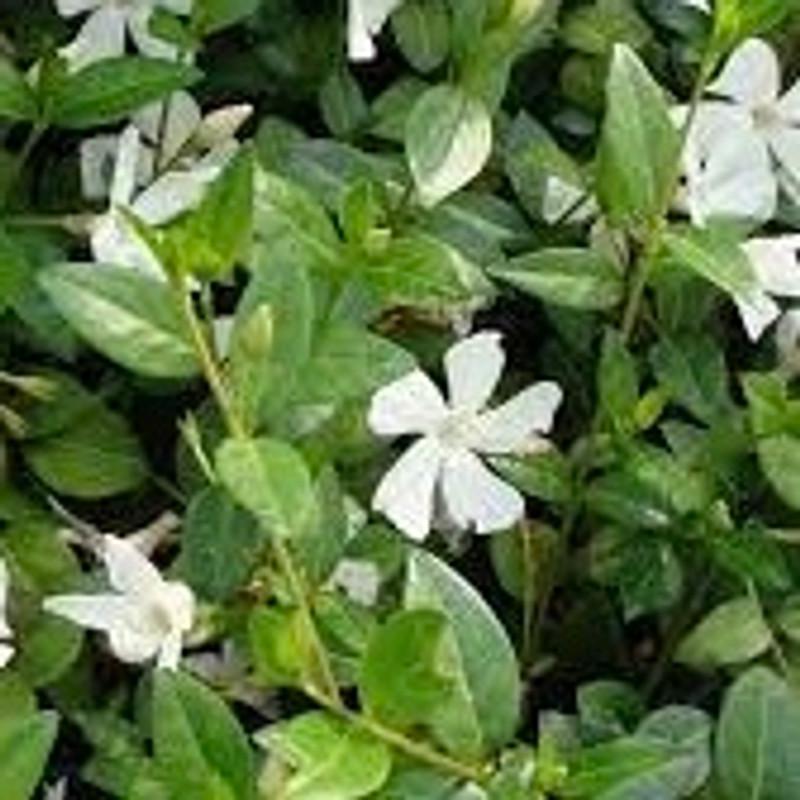 VINCA ALBA