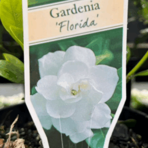 GARDENIA augusta 'Florida'
