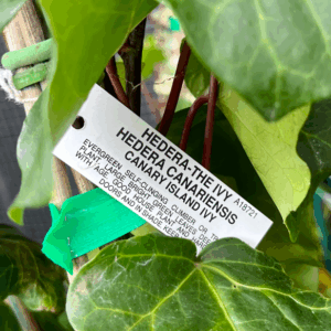 HEDERA canariensis (Canary Island Ivy)