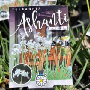 TULBAGHIA violacea 'Ashanti Pearl'