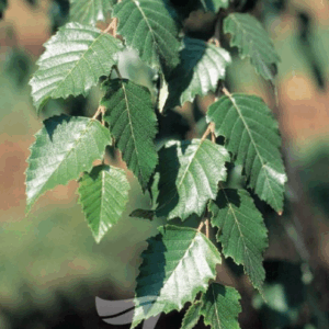 BETULA nigra 'Dura Heat' (BNMTF)