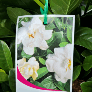 GARDENIA 'Professor Pucci'