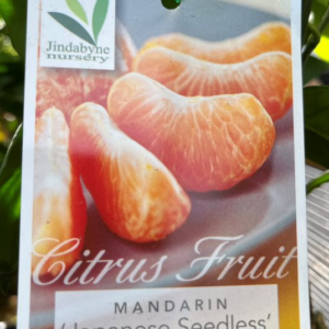 CITRUS Mandarin 'Japanese Seedless'