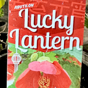 ABUTILON 'Lucky Lantern Red'