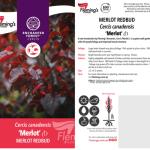 CERCIS canadensis 'Merlot'