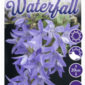 CAMPANULA  'Blue Waterfall'