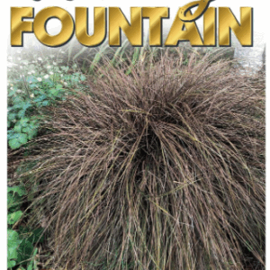 CAREX 'Dusky Fountain'