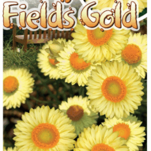 BRACTEANTHA 'Daisy Fields Gold'