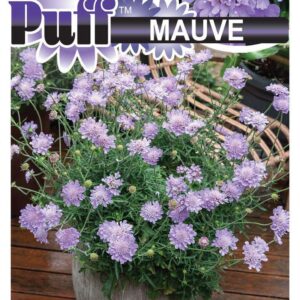SCABIOSA 'Powder Puff MAUVE'