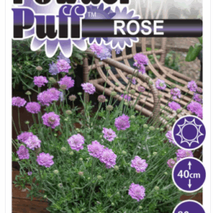 SCABIOSA  hybrid ‘Rose’ (PBR)