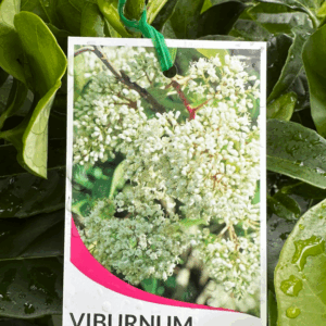 VIBURNUM odoratissimum (Sweet Viburnum)
