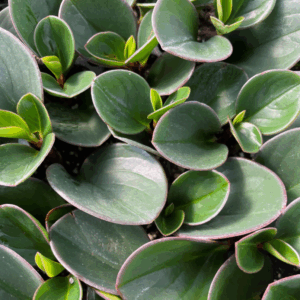 PEPEROMIA obtipan green
