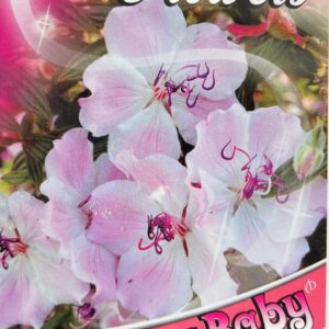 TIBOUCHINA 'Foxxy Baby'