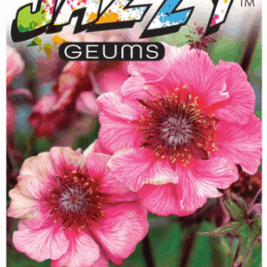 GEUM JAZZY 'Tempo Rose'