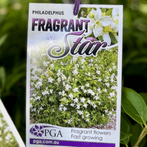 PHILADELPHUS 'Fragrant Star'