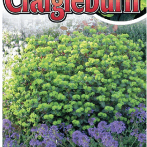 EUPHORBIA 'Craigieburn'