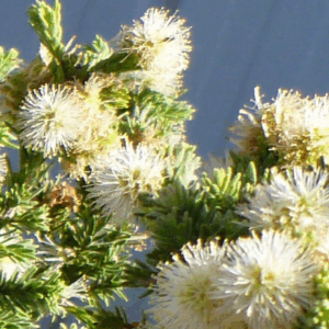 Melaleuca incana 'Seamist'