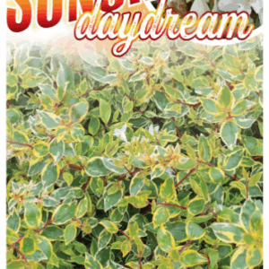 ABELIA 'Sunshine Daydream'