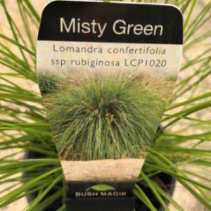 LOMANDRA 'Misty Green'