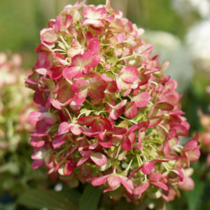 Hydrangea paniculata 'Graffiti'