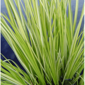 Acorus Gramineus