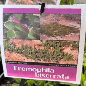 EREMOPHILA BISERRATA