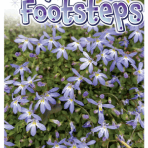 ISOTOMA 'Fairy Footsteps'