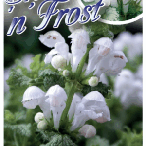 LAMIUM 'Snow 'n' Frost'