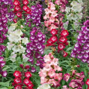 PENSTEMON Varieties