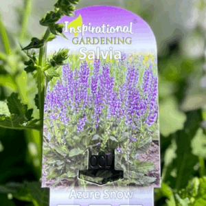 SALVIA nemorosa 'Azure Snow'