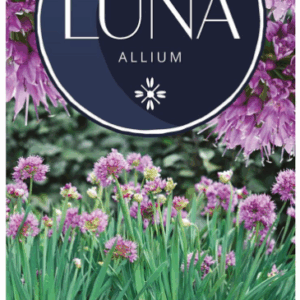 ALLIUM 'Luna'