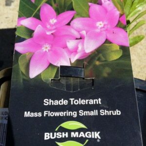 Crowea 'Blushing Star'