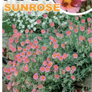 HELIANTHEMUM ‘Pink Sunrose’