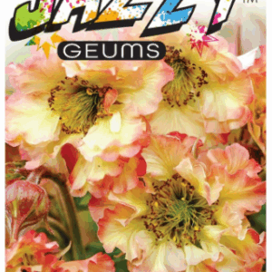 GEUM JAZZY 'Pretticoats Peach'