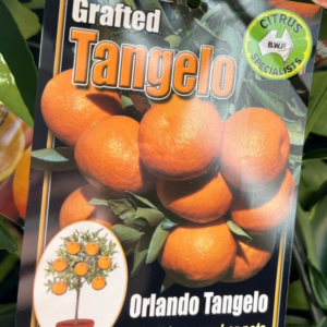 CITRUS Tangelo 'Orlando'