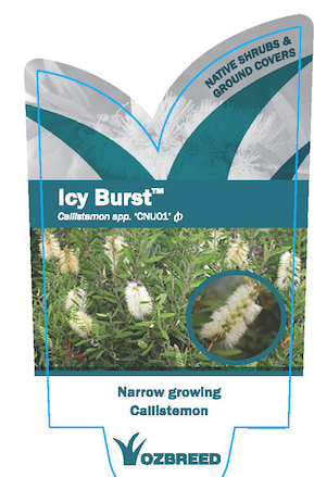 CALLISTEMON 'ICY BURST'