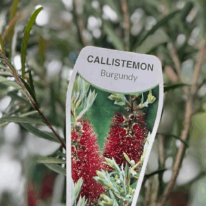 CALLISTEMON 'Burgundy'