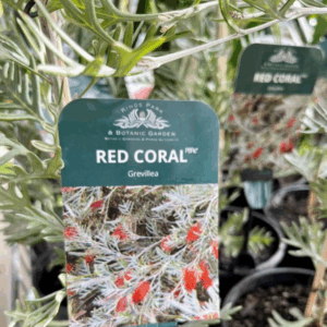 GREVILLEA ‘Red Coral’ (GR58)