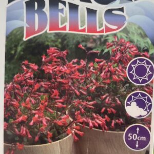 KALANCHOE 'Beach Bells'