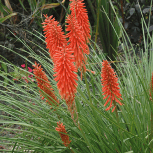 KNIPHOFIA ASSORTED