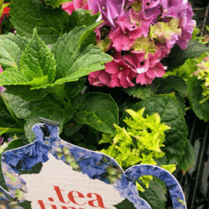 HYDRANGEA macrophylla 'Tea Time' Varieties