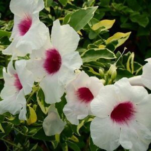 PANDOREA jasminoides ‘Charisma’