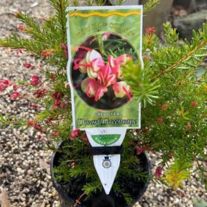 Grevillea lanigera 'Dwarf Green Cape'